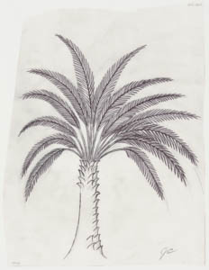Black-and-white drawing of a palm tree