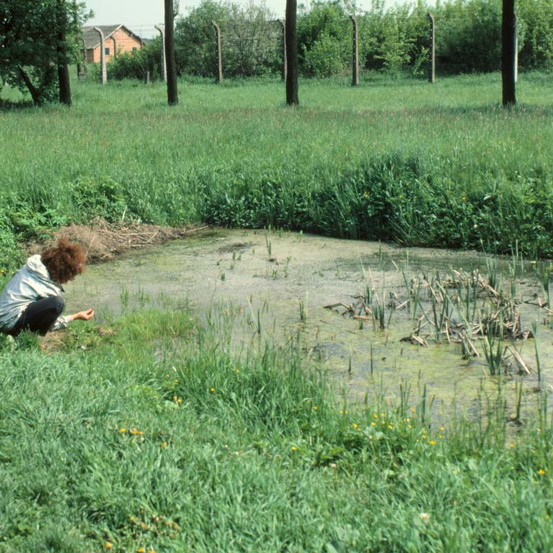 Color photograph of Judy Chicago kneeling by a marshy pond in a grassy field