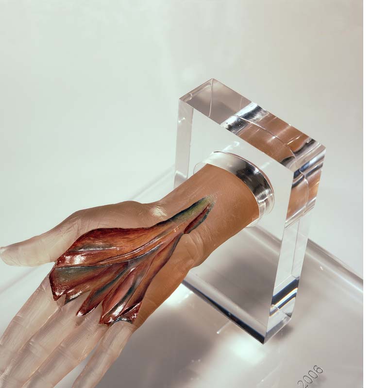 Sculpture of a beige hand with exposed blood vessels, extending from a clear rectangle on a clear plinth