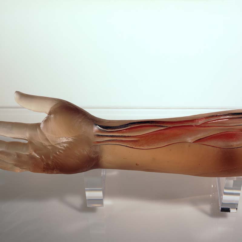 Sculpture of a translucent, brown arm on a clear plinth with exposed blood vessels
