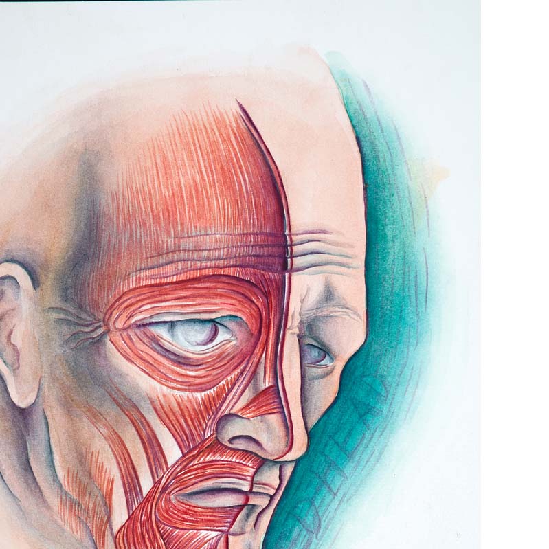 Drawing in shades of pink, red, turquoise, and black of a head where one half exposes the musculature