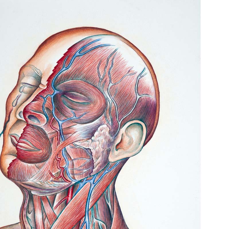 Drawing in shades of red, blue, and beige, of a bald head, thrown back and crying, divided in half vertically where one side has exposed musculature
