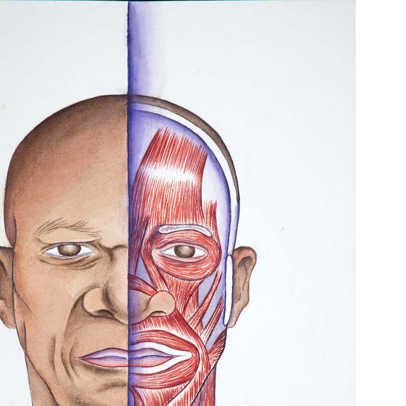 Painting of a head divided vertically in half to reveal the musculature on one side