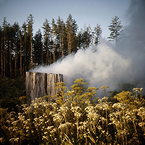 Color photograph of white smoke rising from a tree stump with wildflowers in the foreground and trees in the background