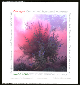 Print of pink smoke rising behind a flowering bush surrounded by text around the borders